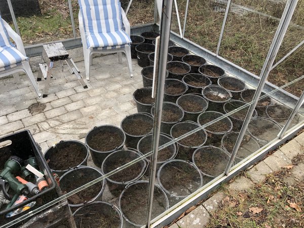 kartofler i spande